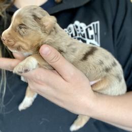 Boy 1 - Miniature Australian Shepherd puppy in Amarillo, Texas from Luna’s Mini Aussies