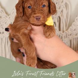Juniper - Apricot female Goldendoodle puppy in Norcross, Georgia from Teddy Puppies