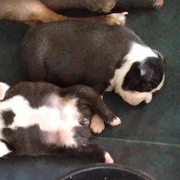 Boston Terrier Puppies from I Love Pups