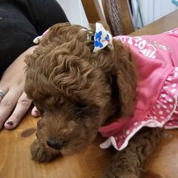 Nifty - Red  Poodle puppy in Spring, Texas from Sondra's Miniature Poodles