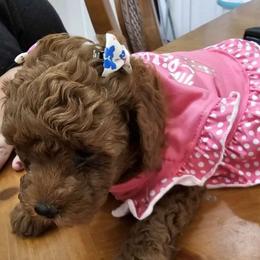 Nifty - Red  Poodle puppy in Spring, Texas from Sondra's Miniature Poodles