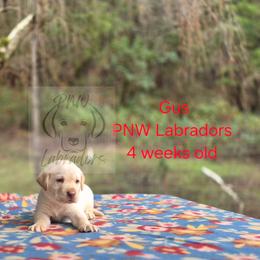 Gus - Yellow male Labrador Retriever puppy in Rogue River, Oregon from PNW Labradors