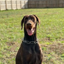 Amaryllis - Doberman Pinscher