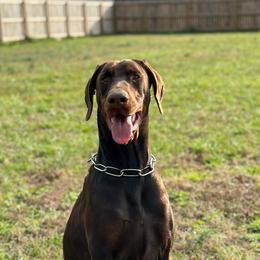 Amaryllis - Doberman Pinscher