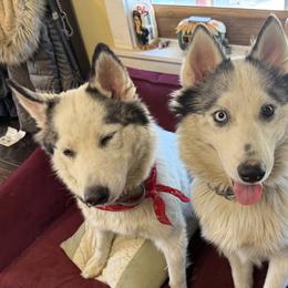 Siberian Huskies from Leanna Bartrum