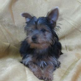 BAXTER - Black and gold male Yorkshire Terrier puppy in Independence, Louisiana from Holy Terriers Yorkies