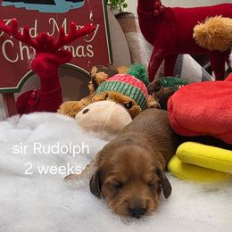 Sir. Rudolph price 2,200 - Red male Dachshund puppy in Bristol, Tennessee from It's Mini Wieners Baby