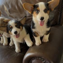 American Corgi and Pembroke Welsh Corgi Puppies from Wild West Corgis