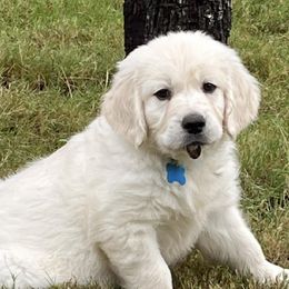 Golden Retrievers from Bluebonnet Goldens