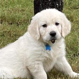 Golden Retrievers from Bluebonnet Goldens