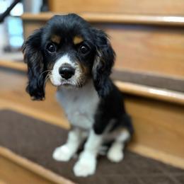Cosmo - Tri-color male Cavalier King Charles Spaniel puppy in Cleveland, Georgia from Cavalier Country Farm