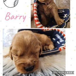Barry - Dark golden female Golden Retriever puppy in Greensburg, Kentucky from Southern Springs Goldens