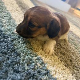 Pluto - Piebald male Dachshund puppy in Elko, Nevada from Willow Creek Acres Dachshunds