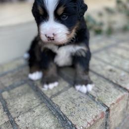 Pumpkin - Black rust and white male Bernese Mountain Dog puppy in Fountain, North Carolina from Stargirl Bernese Mountain Dogs