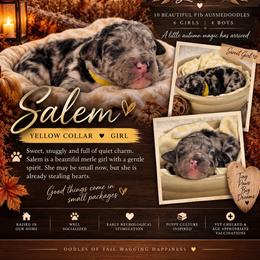 Salem - Blue merle female Aussiedoodle puppy in Taylor, Missouri from Pawsitively Doodles