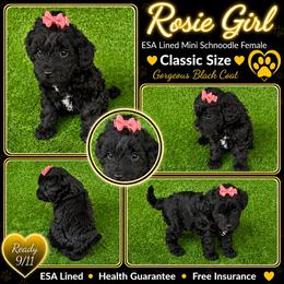 Rosie ESA lines lush Wavy coat - Black female Schnoodle puppy in Temple, Texas from Schnauzers Of Taylor