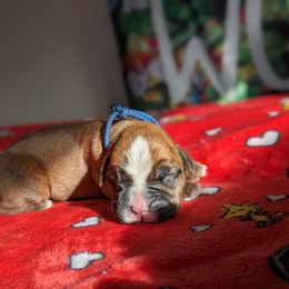 Blue - Fawn Boxer puppy in Edgerton, Wisconsin from Beach Ave Boxers