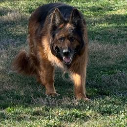 Neda - German Shepherd