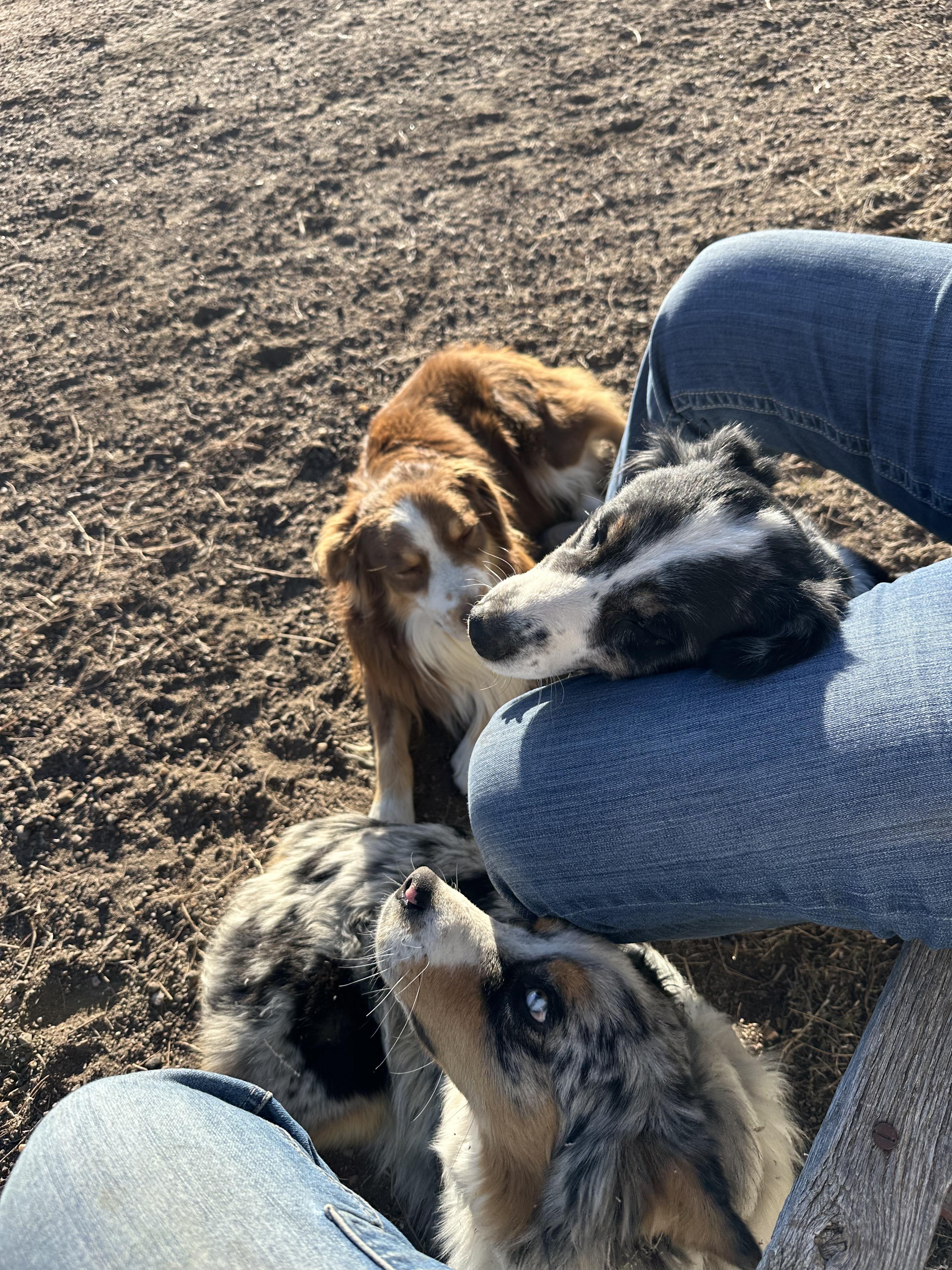 Sheppard Dogs Ranch Legacy Ranch Australian Shepherds in Colorado | Australian Shepherd ...