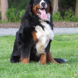 Bernese Mountain Dog Puppies from Bernese Beauties