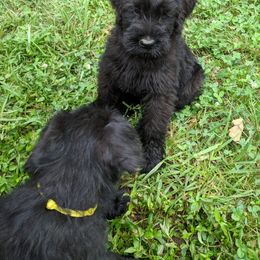 Giant Schnauzer Puppies from Riesenschnauzers von Reh Bach