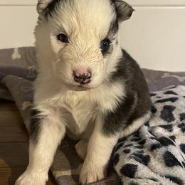 Clarabelle - Black and white female Siberian Husky puppy in Diamond Lake, Washington from Husky Haven WA
