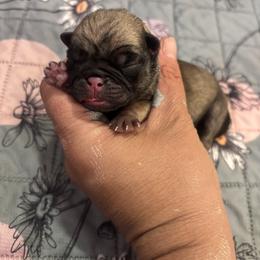Orange collar - Fawn male Pug puppy in Tucson, Arizona from Furever Friends