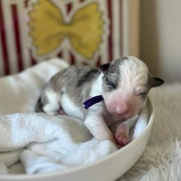 Shells - White and blue merle female Bordoodle puppy in Valley Center, California from Circle R Valley Bordoodls