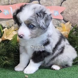 Miniature American Shepherd puppies from Shade Tree Aussies