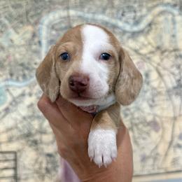 Cruz-4800 - Dapple male Dachshund puppy in Winter Haven, Florida from Dreamwork Dachshunds