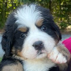 Verona - Black rust and white female Bernese Mountain Dog puppy in Fountain, North Carolina from Stargirl Bernese Mountain Dogs
