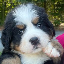Verona - Black rust and white female Bernese Mountain Dog puppy in Fountain, North Carolina from Stargirl Bernese Mountain Dogs