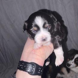 Frosty - Black male Miniature Australian Shepherd puppy in Weatherford, Texas from F & T Aussies