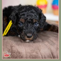 Ghost - Black and tan male Cockapoo puppy in Connersville, Indiana from Deaz Doodle Ranch