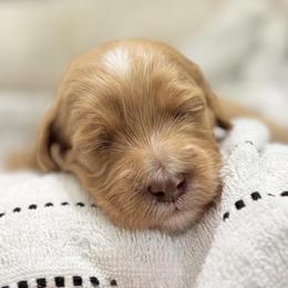 Elle - Apricot female Goldendoodle puppy in Twin Falls, Idaho from Magic Valley Family Doodles
