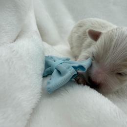 Arlo - White male Maltipoo puppy in Turlock, California from 209PuppiesCaliforniaMaltipoo