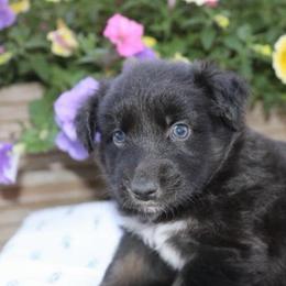 Ripper - Black tri-color male Australian Shepherd puppy in Hillsboro, Ohio from Sugar Grove Farms
