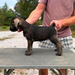 PS Girl 1 - Pepper and salt female Giant Schnauzer puppy in Bois D’arc, Missouri from Down Low Kennels