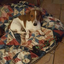 Dachshund All Grown Up from Daschund Pups