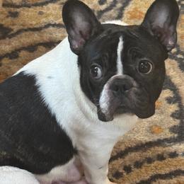 Willow - French Bulldog