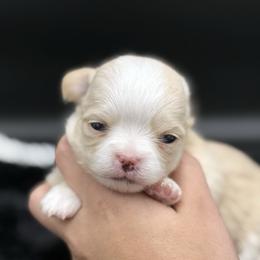 Star - Cream and white female Chihuahua puppy in Lee Center, New York from Alfheim-Andromeda Chihuahua's (A &A's)