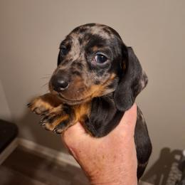 Yellow Collar - Dapple male Dachshund puppy in La Pine, Oregon from Lil Deschutes