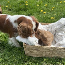 Cavalier King Charles Spaniel Puppies from Enchanted Cavaliers