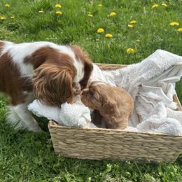 Cavalier King Charles Spaniel Puppies from Enchanted Cavaliers