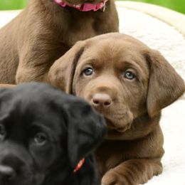 Violet - Chocolate female Labrador Retriever puppy in Rigby, Idaho from Labs of Cottonhollow