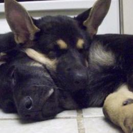 German Shepherds from Stone Creek Shepherds