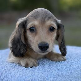 Lane Frost - Cream male Dachshund puppy in Bradenton, Florida from Winsor Family Dachshunds