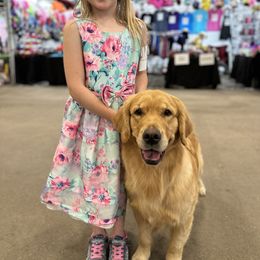 Golden Retrievers, Labrador Retrievers, and Samoyeds from Carefree Samoyeds & Deserthills Labradors