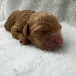 Woodstock - Red male Cavapoo puppy in Queen Creek, Arizona from Sunny Doodles