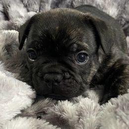 French Bulldogs from Mary's French Bulldogs